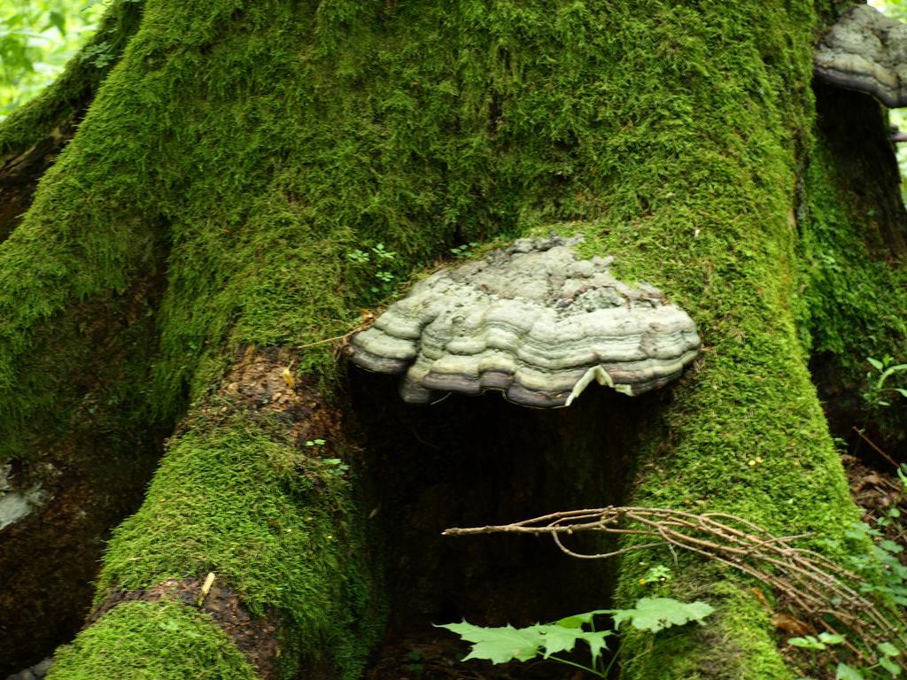 Kwiatowa Zagroda Bialowieza Exterior photo