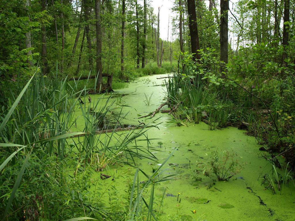 Kwiatowa Zagroda Bialowieza Exterior photo